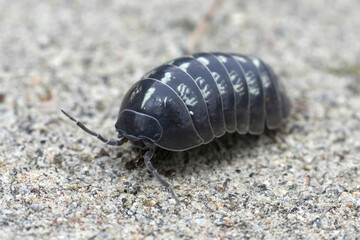 Closeup on an unusual bright colored pillbug , Armadillidium vulgare in North California
