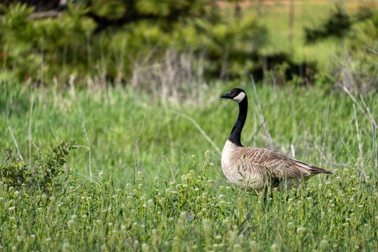 Canada goose in an empty field surrounded by negative space. Cheney, Washington