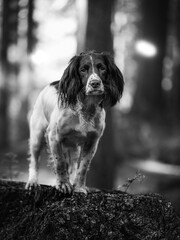 English Springer Spaniel