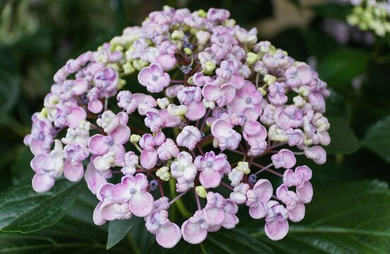 The tiny light purple color of Bigleaf Hydrangea macrophylla Ayesha