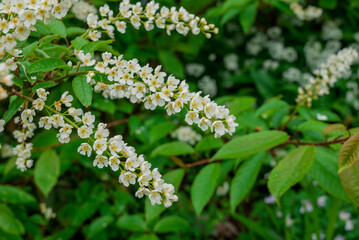 photo of spring flowers in the park