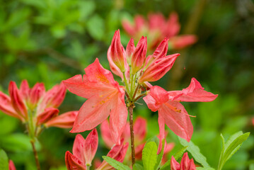 Fototapeta premium photo of spring flowers in the park