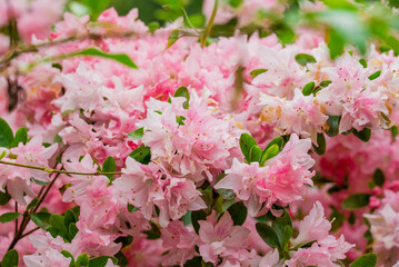 photo of spring flowers in the park