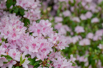 photo of spring flowers in the park