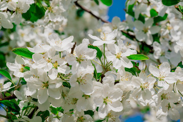 spring background with spring  flowers