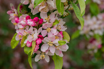 photo of spring apple tree flowers