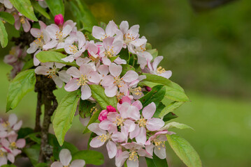 photo of spring apple tree flowers