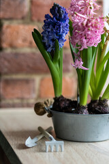 Concept of hobby, leisure time, home gardening. Beautiful spring flowers on the windowsill, purple and pink hyacinth plants with bulbs planted in ceramic pot.