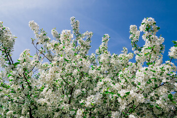 spring background with spring  flowers