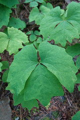 Vertical closeup on the typical leaf of the sweet after death, deer-foot or vanilla-leaf, Achlys triphylla in the Colulbia river Gorge, Oregon