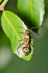 Texas bow-legged bug nymph (Hyalymenus tarsatus) insect nature Springtime pest control.