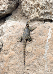 Roughtail Rock Agama lizard (lat.- Stellagama stellio)