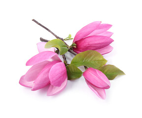 Beautiful pink magnolia flowers isolated on white