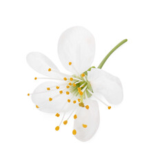 One beautiful spring blossom isolated on white, above view