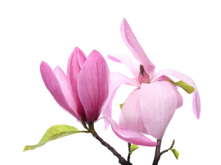 Beautiful pink magnolia flowers isolated on white