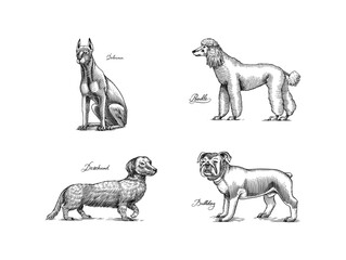 Doberman, poodle, dachshund, bulldog. Dogs In This Drawing. Different breeds of domestic animals. Puppy characters design collection. Engraved hand drawn monochrome sketch. Vintage line art.