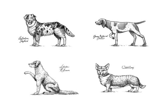 Australian shepherd, German Shorthaired Pointer, labrador retriever, welsh corgi. Dogs In This Drawing. Different breeds of domestic animals. Engraved hand drawn monochrome sketch. Vintage line art.