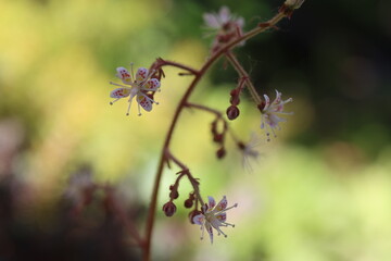 Saxifraga x geum skalnica kuklikowata