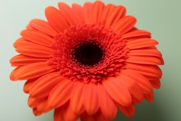 Beautiful red gerbera flower on pale green background, closeup