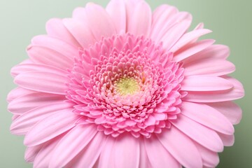 Beautiful pink gerbera flower on pale green background, closeup