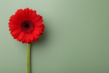 Beautiful red gerbera flower on pale green background, top view. Space for text