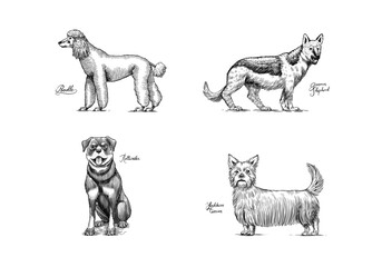 Poodle, German shepherd, rottweiler, yorkshire terrier. Dogs In This Drawing. Different breeds of domestic animals. Puppy characters. Engraved hand drawn monochrome sketch. Vintage line art.