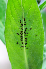 black bean aphidd of a leaf