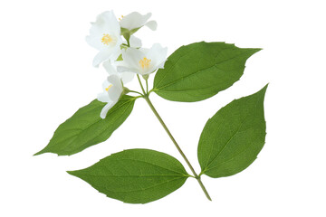 Branch of jasmine flowers and leaves isolated on white