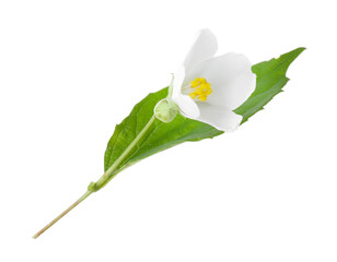 Branch of jasmine flower, buds and leaf isolated on white