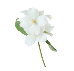 Branch of jasmine flowers and leaves isolated on white