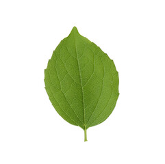 Fresh green jasmine leaf isolated on white, top view