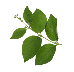 Fototapeta premium Jasmine branch with fresh green leaves and buds isolated on white