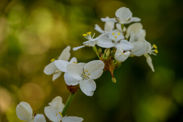 spring background with spring  flowers