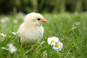 Cute chick with chamomile flowers on green grass outdoors, closeup. Space for text