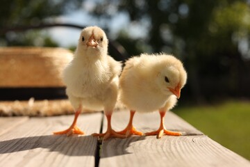 Cute chicks on wooden surface on sunny day, closeup. Baby animals