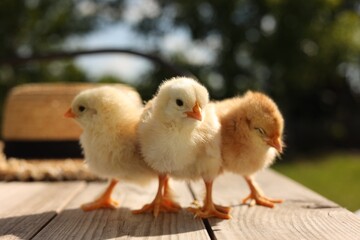 Cute chicks on wooden surface on sunny day, closeup. Baby animals