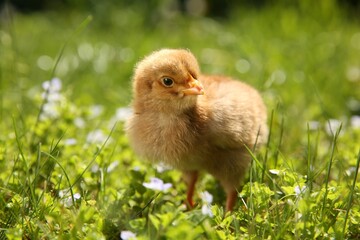Cute chick on green grass outdoors, closeup. Baby animal