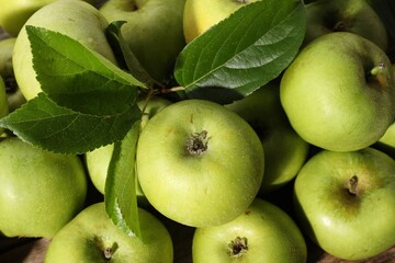 Many fresh apples and leaves as background, above view