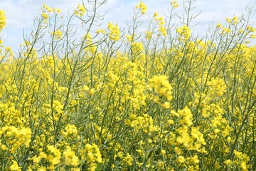 Obraz premium Field with many beautiful blooming rapeseed flowers