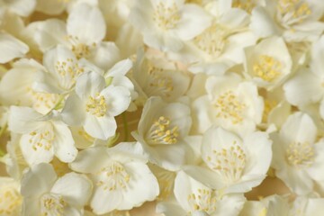 Many aromatic jasmine flowers as background, above view