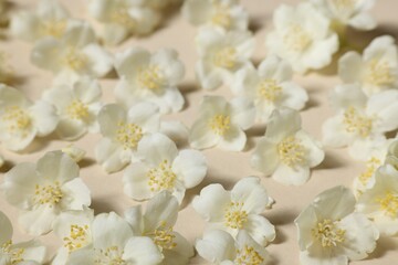 Many aromatic jasmine flowers on beige background, above view