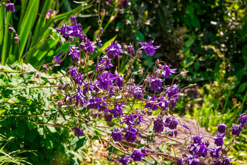 spring background with spring  flowers