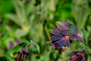 spring background with spring  flowers