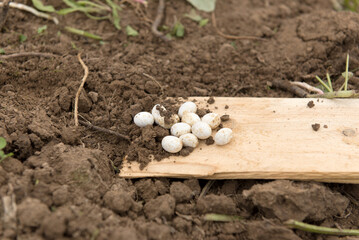Sand lizard (Lacerta agilis) eggs on sand. Lizard eggs. Lizard eggs on the ground. Reproduction of lizards.