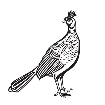 recommend clip art: Pheasant in cartoon, doodle style . Image for t-shirt, web, mobile apps and ui. Isolated 2d vector illustration in logo, icon, sketch style, Eps 10, black and white. AI Generative