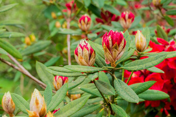 photo of spring flowers in the park