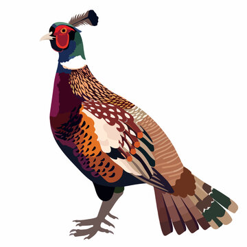 recommend clip art: Pheasant in cartoon, doodle style. Image for t-shirt, web, mobile apps and ui. Isolated 2d vector illustration in logo, icon, sketch style, Eps 10. AI Generative