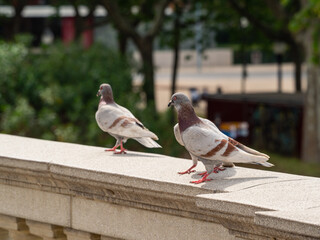 Lovebirds on the wall of the Venetian Tower (Torres Venetianes) - two towers at Plaza de Espana in Barcelona