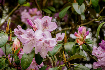 photo of spring flowers in the park