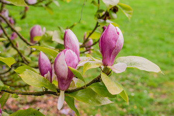 Obraz premium photo of spring flowers in the park